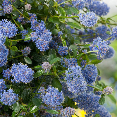 Lilas d'Amérique (Ceanothus thyr. 'Repens')