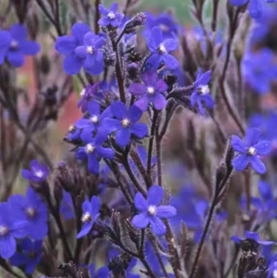 Borderpakket paars/blauw (1,5m2) - Tuinplanten