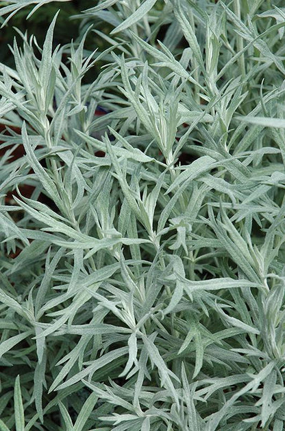 Borderpakket zeer lange bloeiers (3,5m2) - Tuinplanten