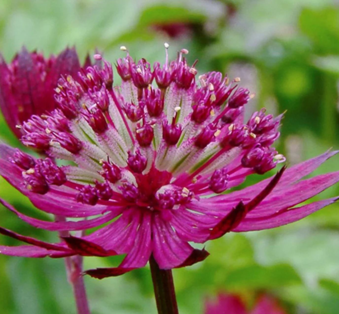 Borderpakket rood (3m2) - Tuinplanten
