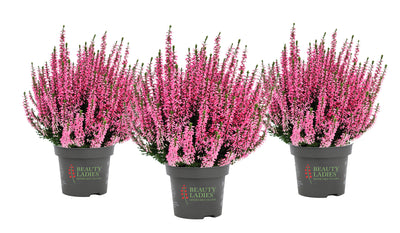 Heide (Calluna vulgaris 'Beauty Ladies Marica') - Roze