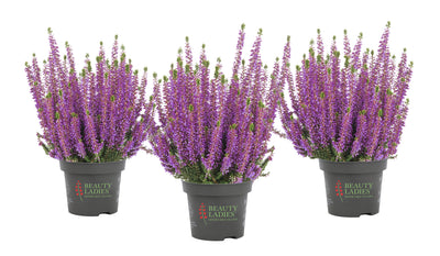 Heide (Calluna vulgaris 'Beauty Ladies Lyna') - Paars