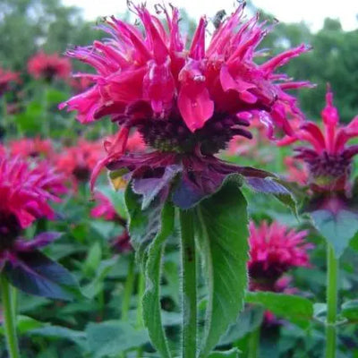 Monarde 'Marshall Delight'