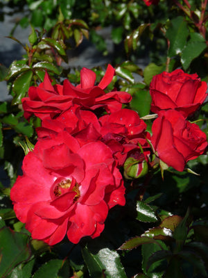 Rosier couvre-sol (Rosa Red Romanza ®)