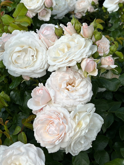 Bodembedekende roos (Rosa Sweet Romanza ®) - Rozen