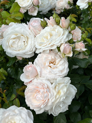 Rosier couvre-sol (Rosa Sweet Romanza ®)