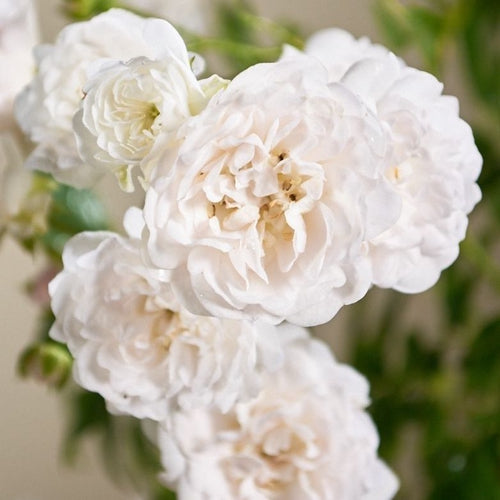 Bodembedekende roos (Rosa (PA) 'Crystal Fairy'  ®) - Rozen