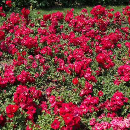 Bodembedekende roos (Rosa (PA) 'Fairy King' ®) - Rozen