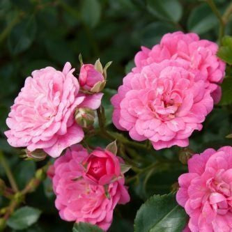 Rosier couvre-sol (Rosa (PA) 'Lovely Fairy' ®)