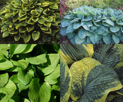Bordure de plants d'hostas (1m2)