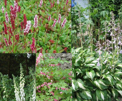 Bordure blanche et rose (1m2)