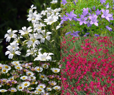 Bordure en couvre-sol fleuri (1,5 m²)