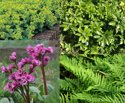 Ensemble de bordures à feuillage persistant (1 m²)