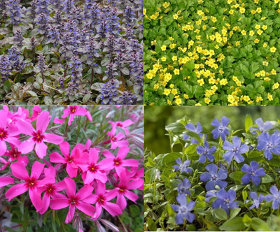 Bordure de jardin couvre-sol persistant (1,5 m²)