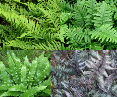 Bordure jardin jungle/forêt (1m2)