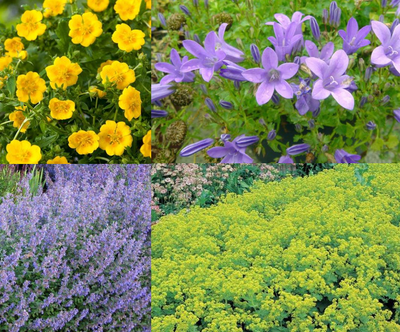 Bordure de sol colorée (1,5 m²)