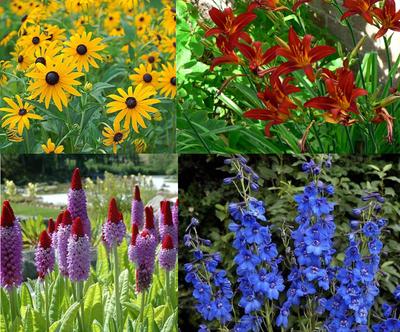 Kit de bordure à floraison longue (1 m²)