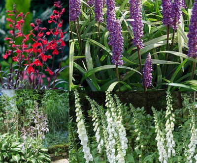 Bordure violette, rouge et blanche (1m2)