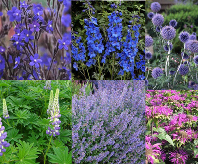 Paquet de bordure violet/bleu (1,5 m2)