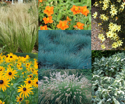 Borderpakket prairie border (3,5m2) - Tuinplanten