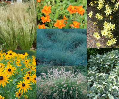 Bordure de prairie en paquet (3,5 m²)