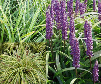 bordure de graminées ornementales persistantes (1m2)