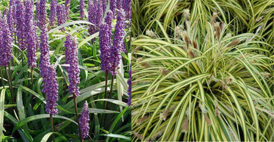 bordure de graminées ornementales basses (1m2)