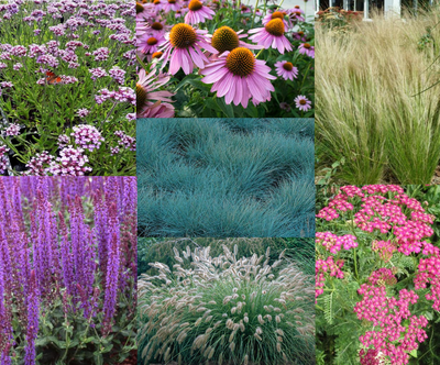 Bordure de jardin ornementale (3,5 m²)