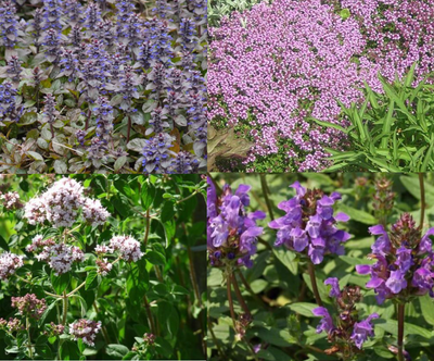 Bordure pour abeilles (1,5 m²)