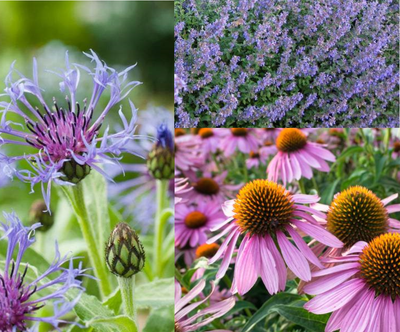 Bordure pour papillons (1,5 m²)