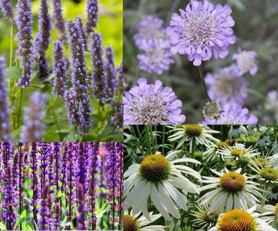 Kit de bordure pour papillons et abeilles (1,5 m²)