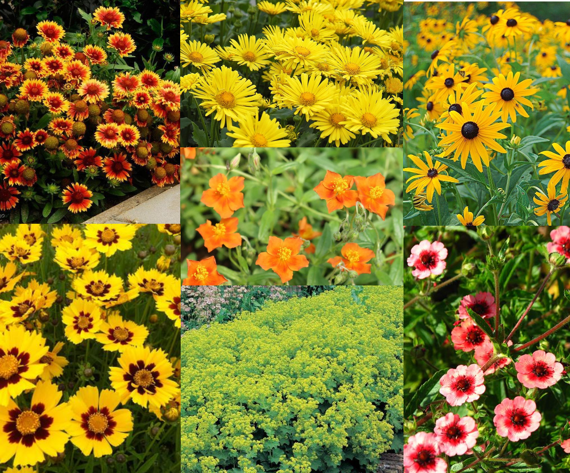 Borderpakket zomers geel/oranje (3,5m2) - Tuinplanten