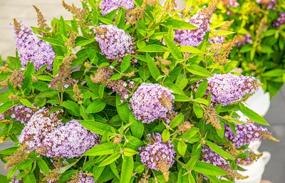 Buddleia (Buddleja davidii Butterfly Candy® Lila Sweetheart)