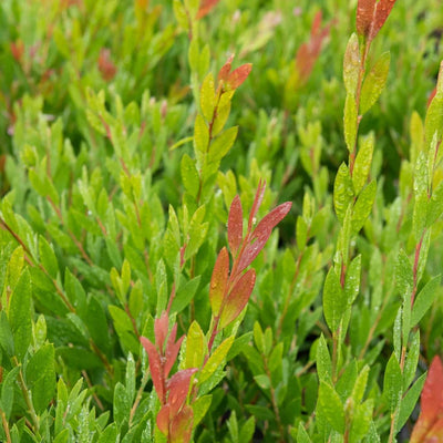 Plante lamproie (Callistemon viminalis 'Inferno')