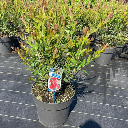 Lampepoetserplant (Callistemon viminalis 'Inferno') - Exotische planten