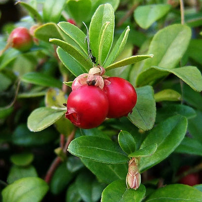 Plante grimpante Vaccinium macrocarpon 'Pilgrim' (Canneberge)
