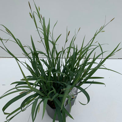 Laîche (Carex 'Bunny Blue')