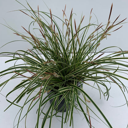 Zegge (Carex 'Evercream') - Zegge