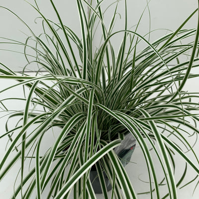 Laîche (Carex 'Everest')