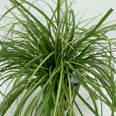 Laîche (Carex 'Eversheen')