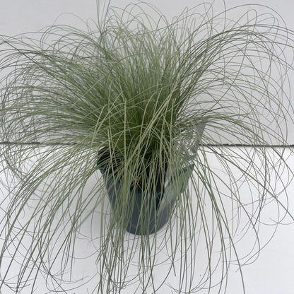 Zegge (Carex 'Frosted Curls') - Zegge