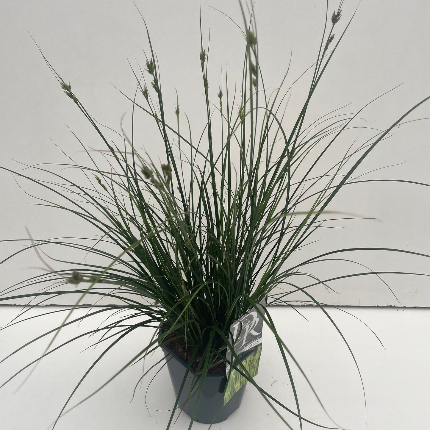 Zegge (Carex 'Magic Green') - Zegge