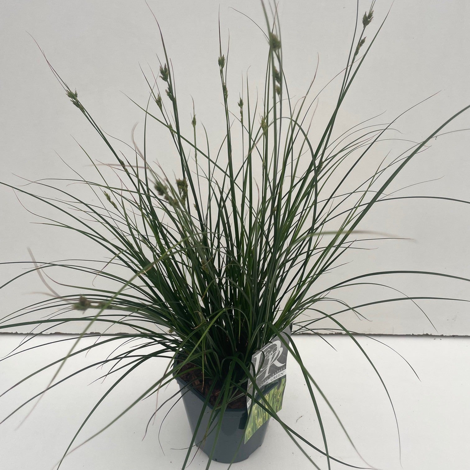 Zegge (Carex 'Magic Green') - Zegge