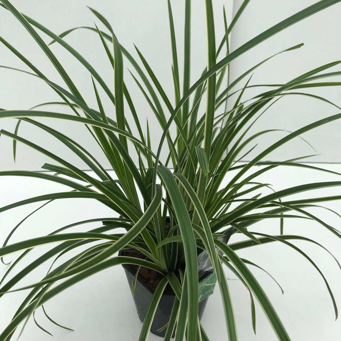 Zegge (Carex morrowii Ice Dance) - Tuinplanten