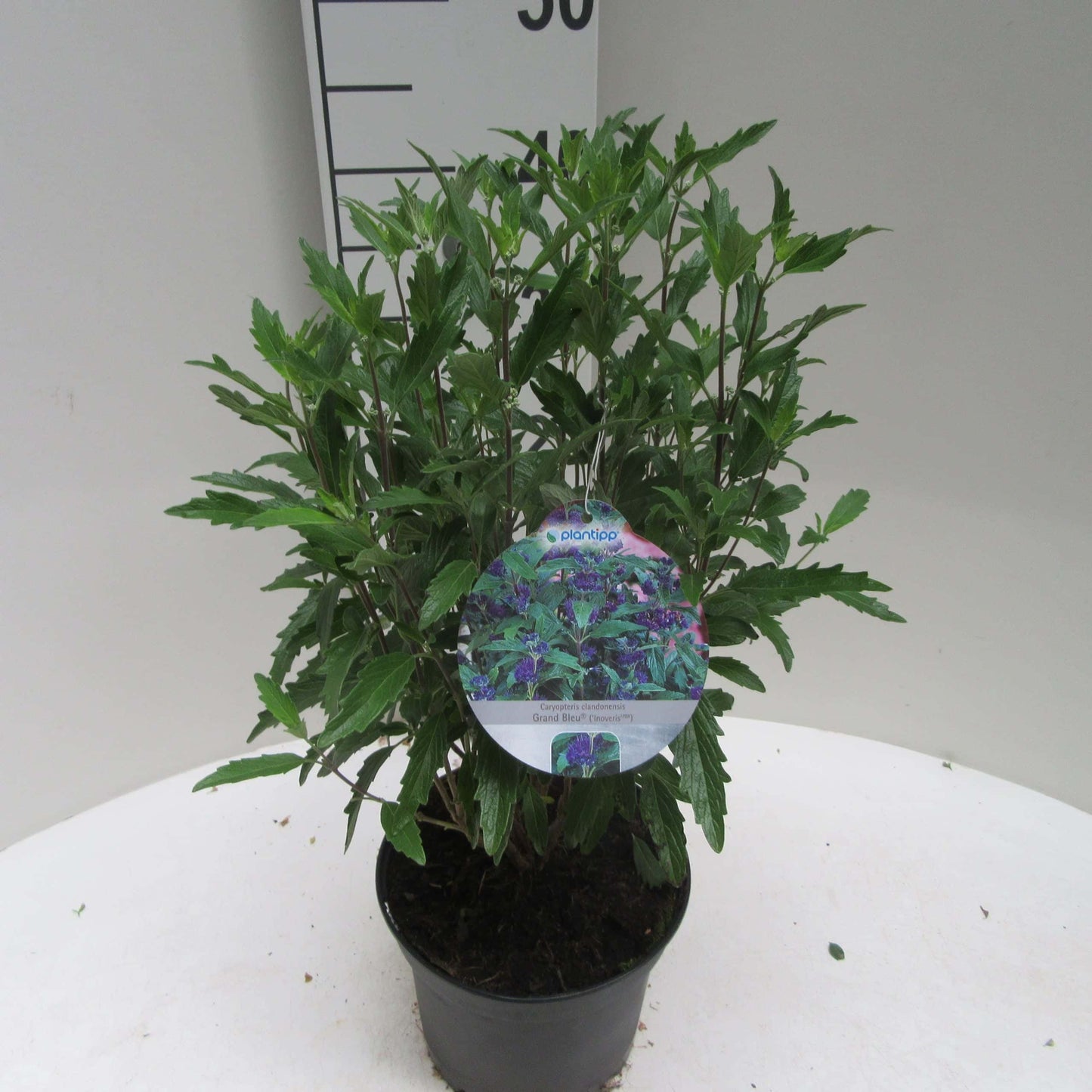 Caryopteris (Caryopteris cland. Grand Bleu®) - Heesters