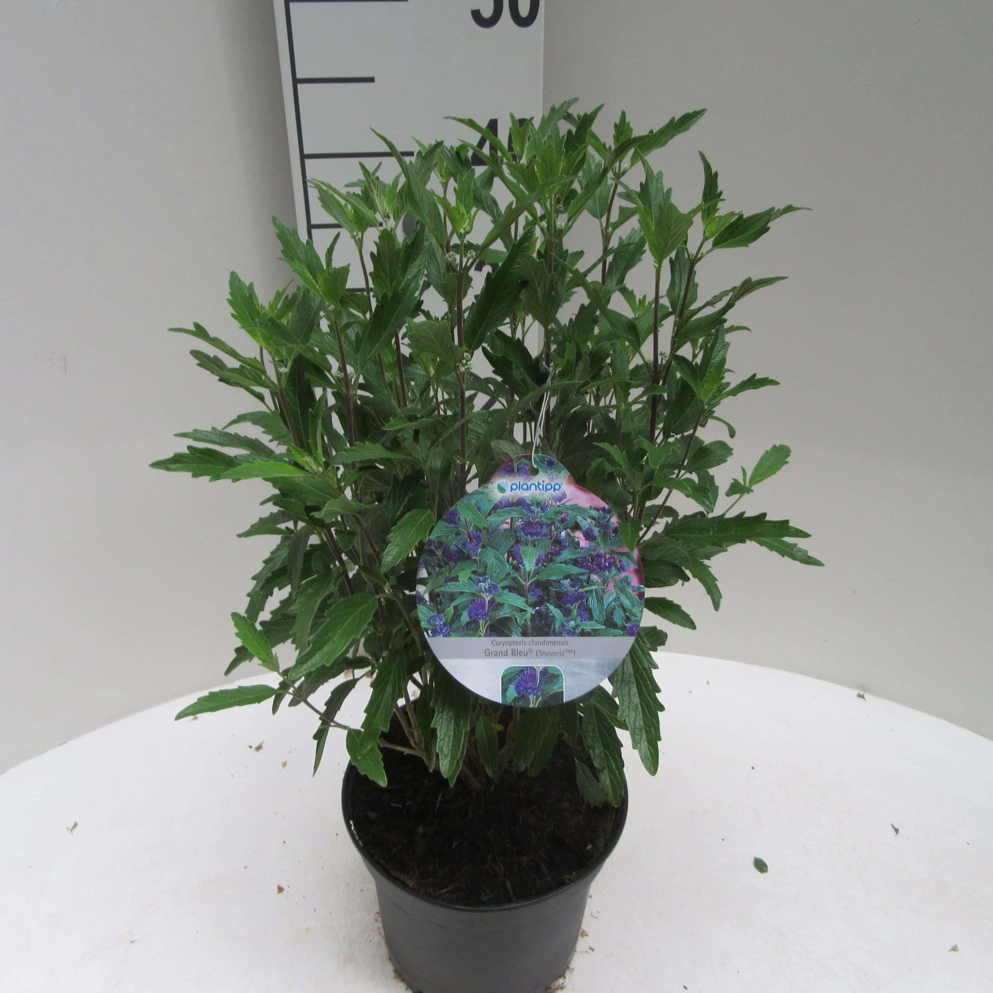 Caryopteris (Caryopteris cland. Grand Bleu®) - Heesters