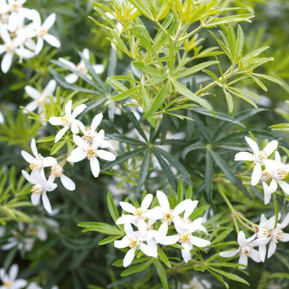 Choisya (Choisya White Dazzler) - Heesters