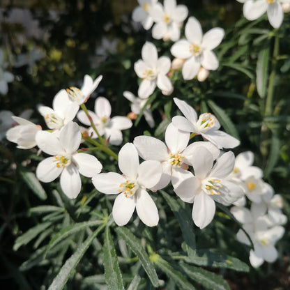 Choisya (Choisya Scented Gem) - Heesters