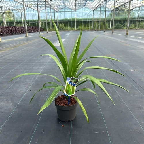 Cordyline (Cordyline Emerald Star ) - Exotische planten