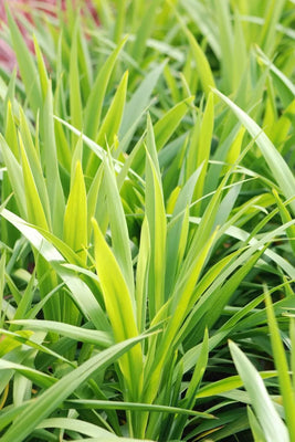 Cordyline (Cordyline Étoile Émeraude)